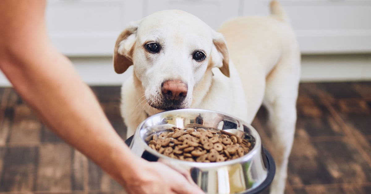 How to find dog food if your pet has allergies