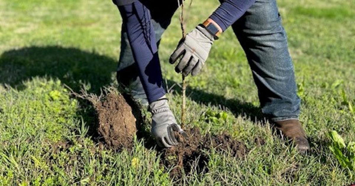 Henderson County Tyson Foods employees plant dozens of trees for Earth Day