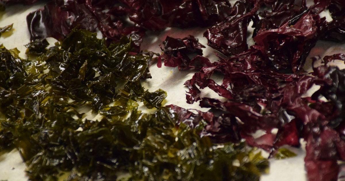 Local seaweed flexes in plant-based foods