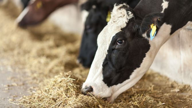 the new frontier in dairy cattle nutrition – Ruminantia – Web Magazine of the world of Ruminants