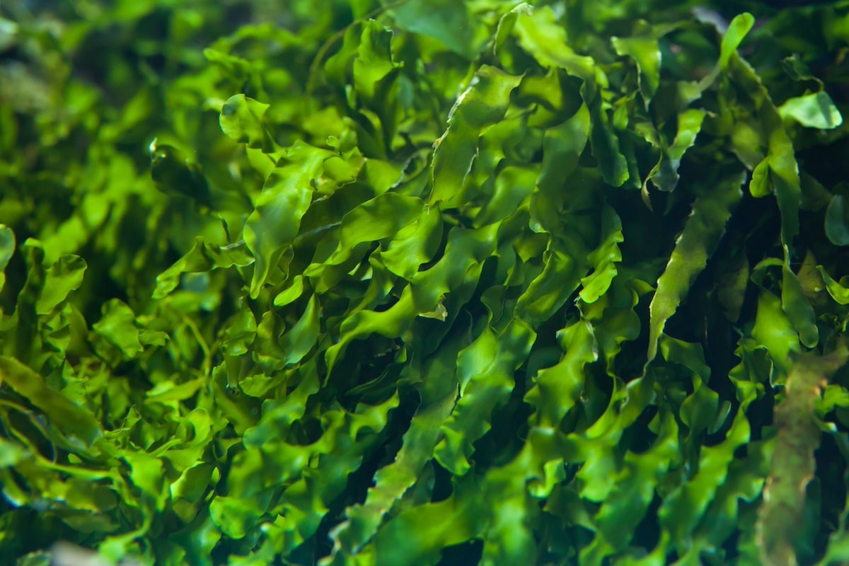 From the sea to the table: how the nutrition of the future can pass through algae
